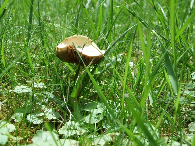 Free Mushroom Grass photo and picture