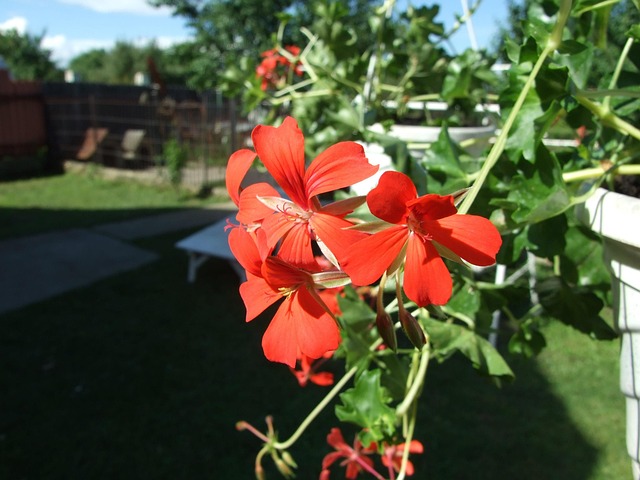 Free Geranium Flower photo and picture