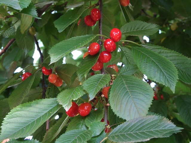 Free Cherry Red photo and picture