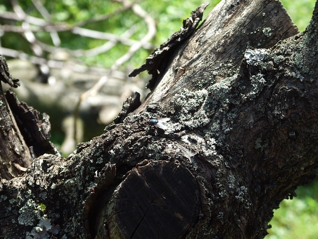 Free Bark Fly photo and picture