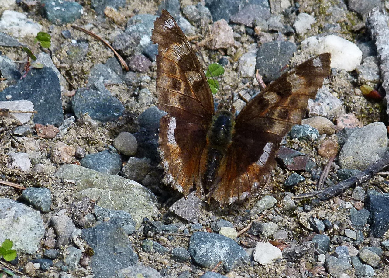 Butterfly - free online jigsaw puzzle photo