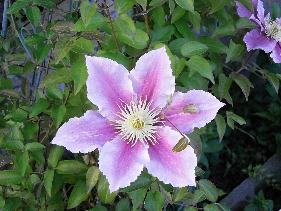 Clemas Spring Clematis Spring Flower Summer - Free photo on Pixabay - Pixabay
