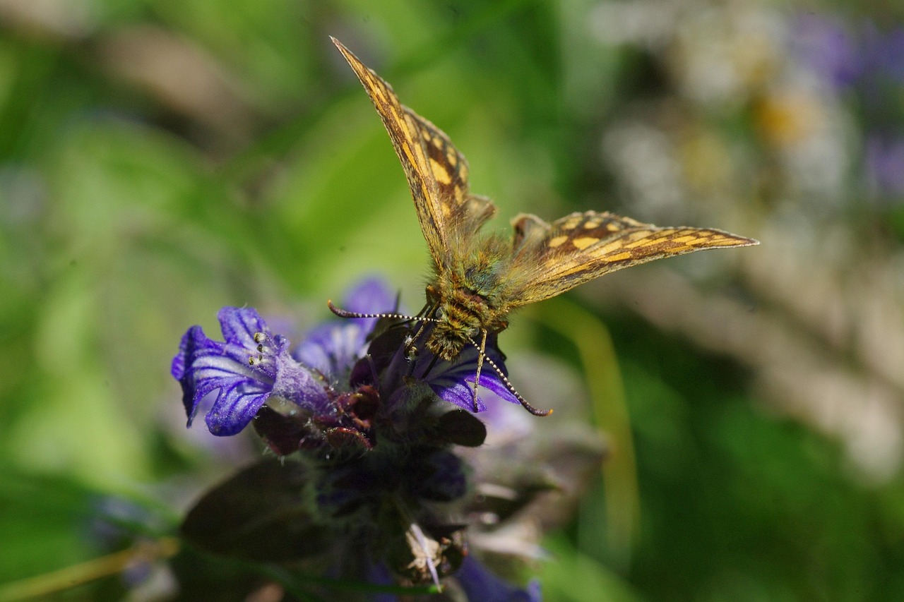 Mariposa Insectos Animal - Foto gratis en Pixabay - Pixabay