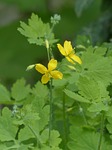 greater celandine, blossom, bloom