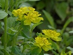 multi coloured spurge, spurge, blossom
