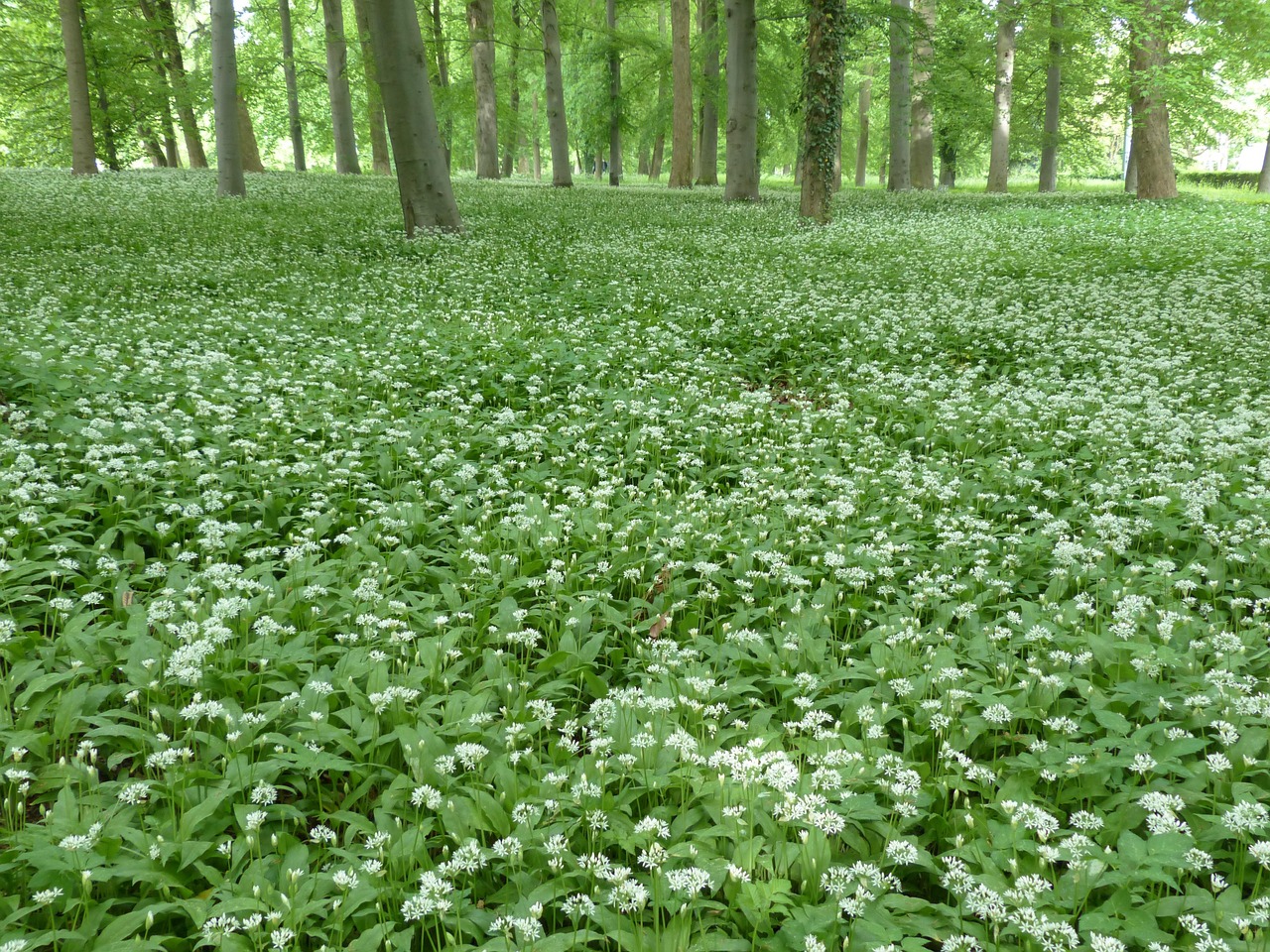 300+ kostenlose Bärlauch und Natur-Bilder - Pixabay 300+ kostenlose Bärlauch und Natur-Bilder - Pixabay