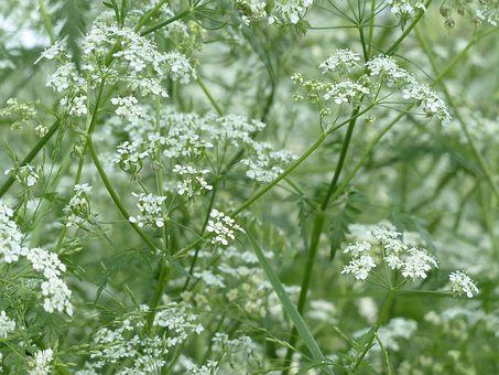 Cow Parsley Blossom Bloom White Meadow Wil