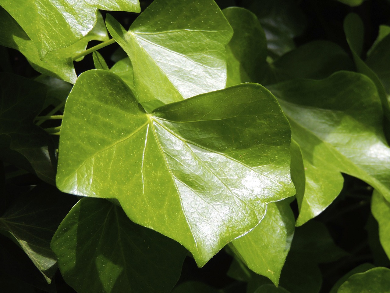 Ivy Leaf Free photo on Pixabay Pixabay