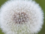 dandelion, seeds, common dandelion
