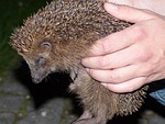 hedgehog, animal, prickly