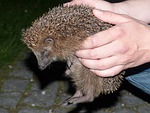 hedgehog, animal, prickly