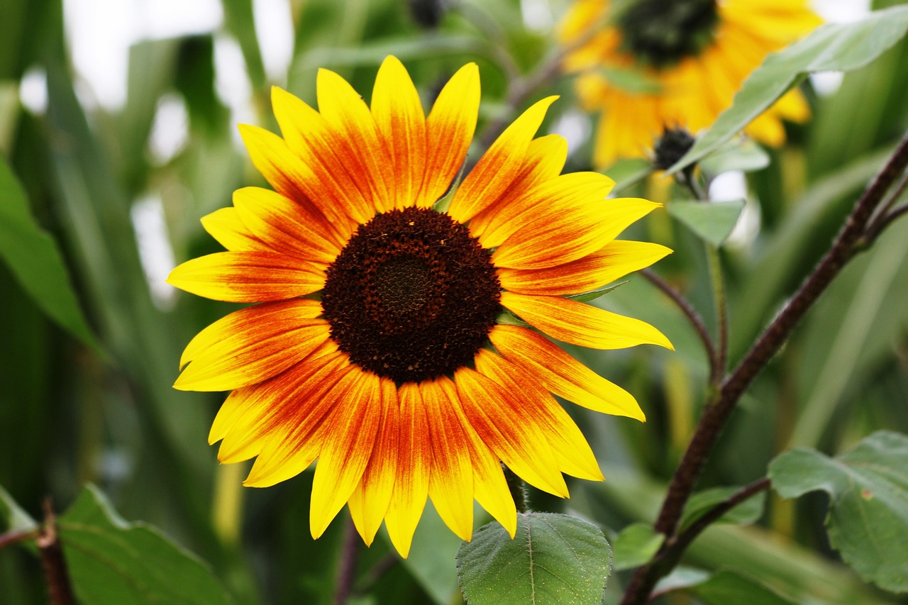 Flower - free online jigsaw puzzle photo