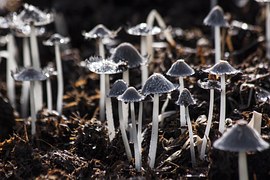Champignons Morilles Nature Photo Gratuite Sur Pixabay champignons-morilles-nature-photo-gratuite-sur-pixabay