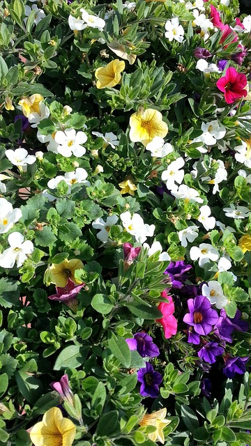 Free Flower Multicoloured photo and picture