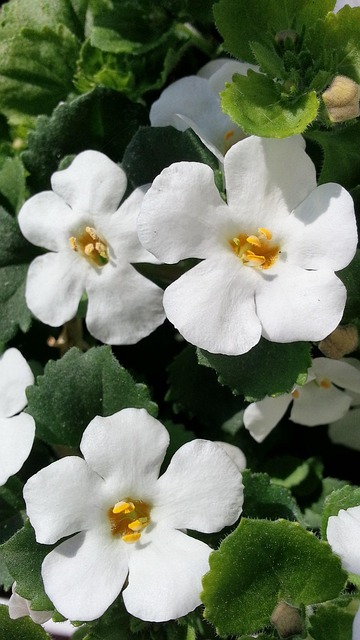 Free Flower Nature photo and picture