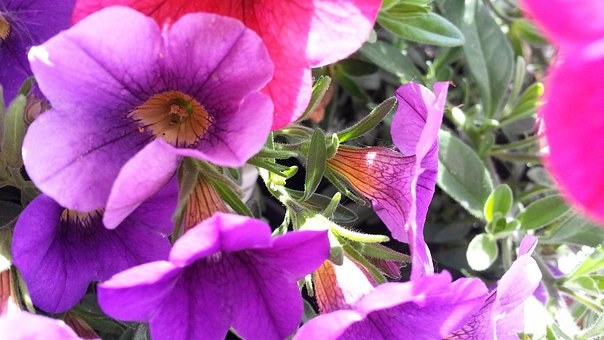 Free Flower Multicoloured photo and picture