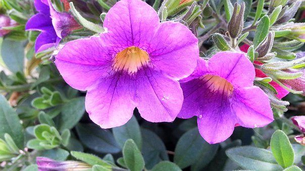 Free Flower Multicoloured photo and picture