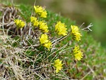 evergreen whitlow, flower, blossom