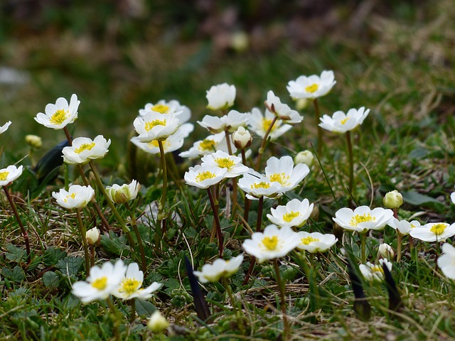 Weiße Silberwurz, Foto: Hans/Pixabay Weiße Blüten der Silberwurz