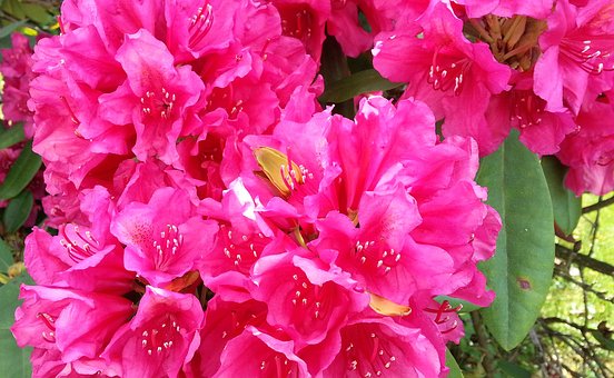 Free Rhododendron Blossom photo and picture