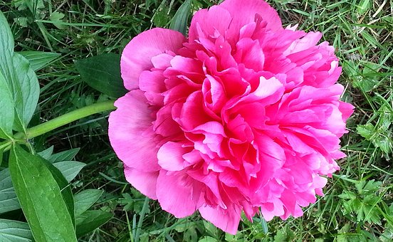 Free Peony Blossom photo and picture