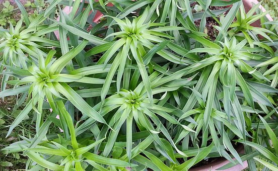 Free Plant Green Grow photo and picture