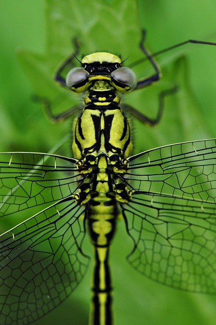 Free Dragonfly Insect photo and picture