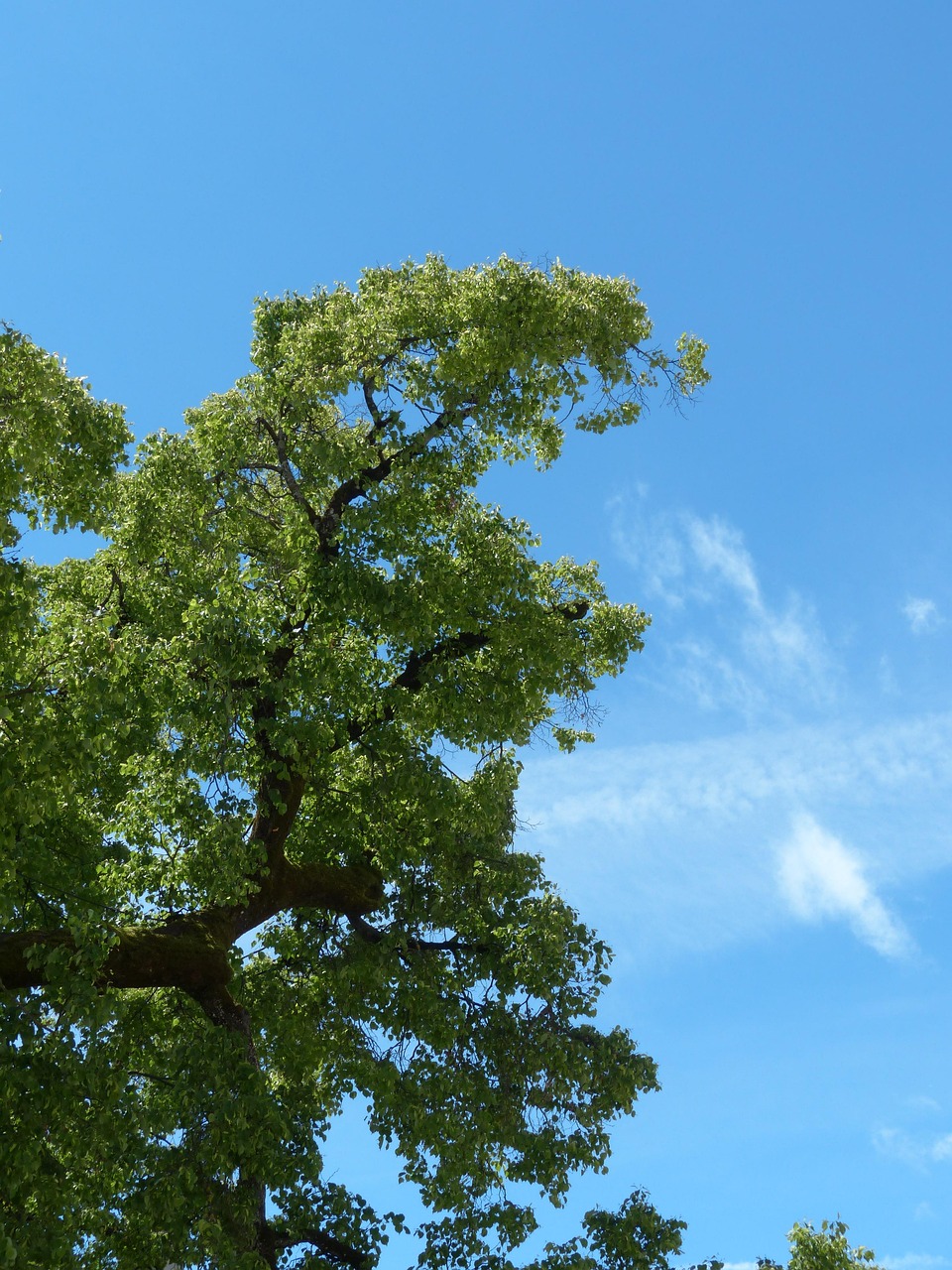 tree-122882_1280.jpg