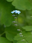 forget me not, flower, blue
