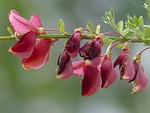 cytisus scoparius, flowers, red