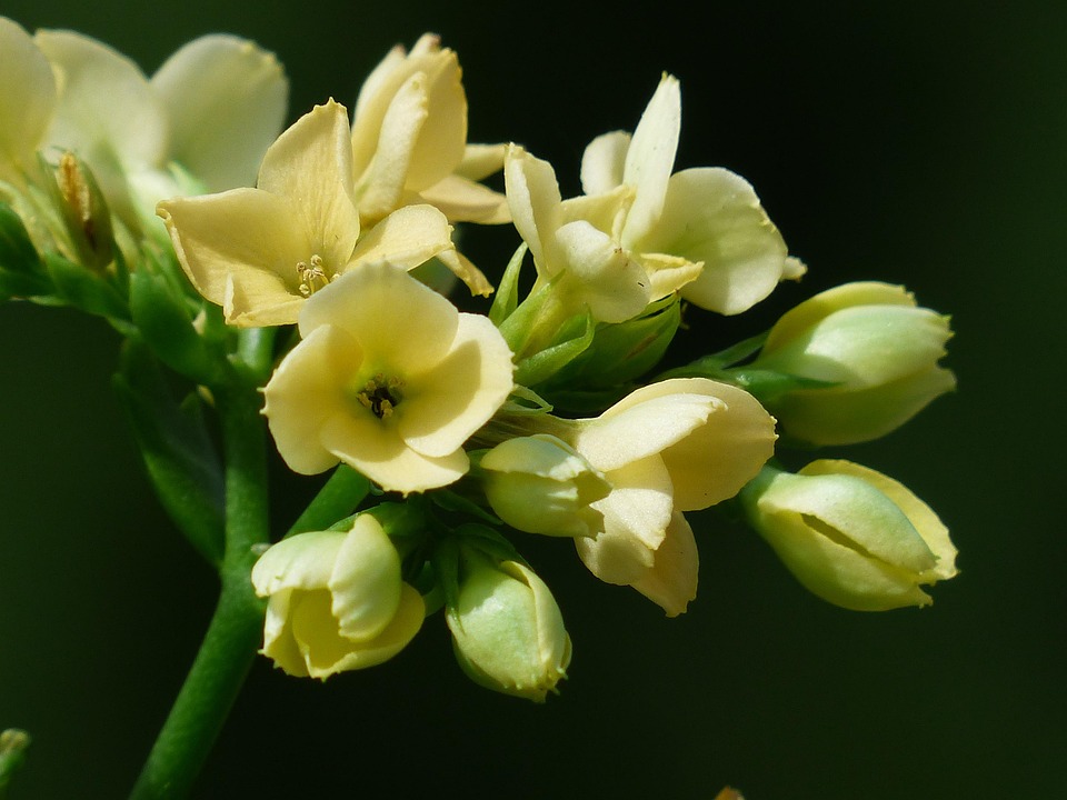 セイロンベンケイソウの Blossfeldiana 花 黄色 Pixabayの無料写真