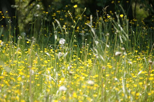 Meadow, Flower, Spring, Hay Fever
