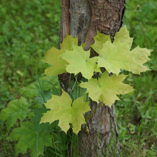 Maple Wood Free photo on Pixabay Pixabay