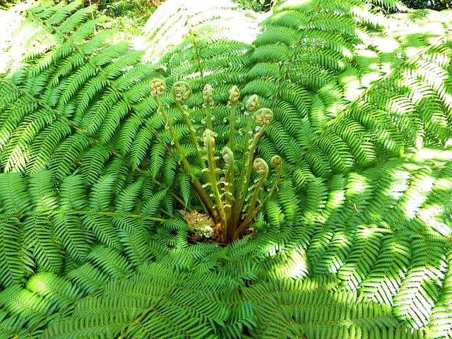 蕨类 植物 蕨叶 - Pixabay上的免费照片 - Pixabay