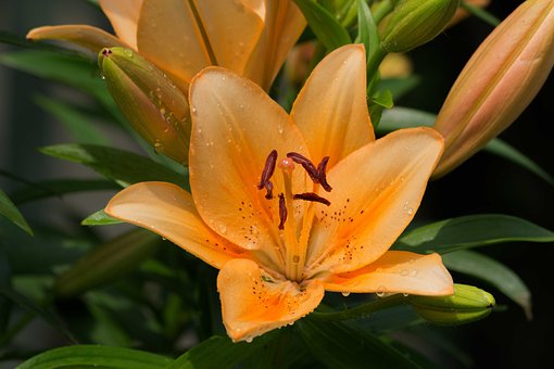Free Lily Flower photo and picture