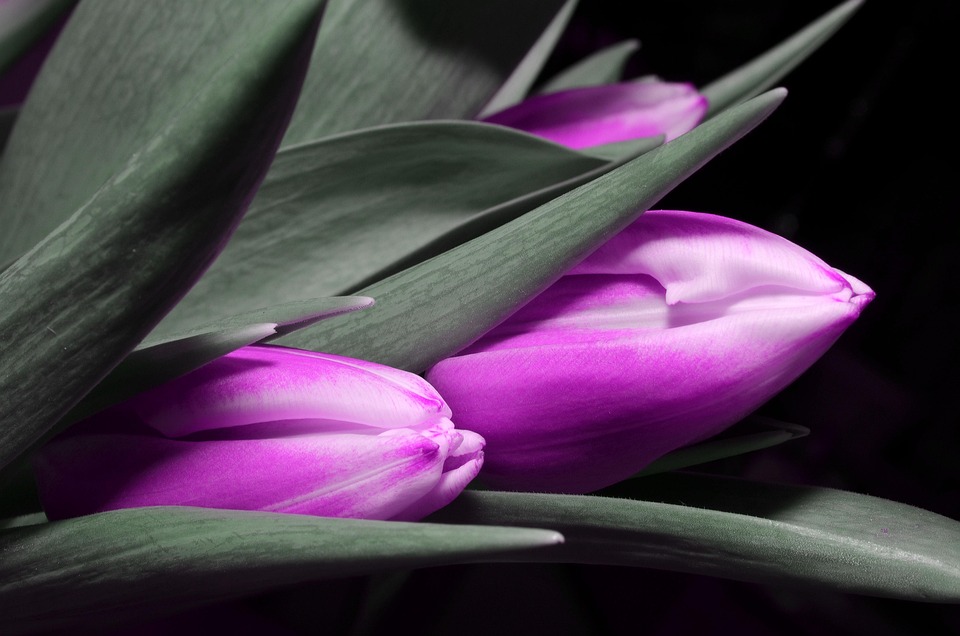 Tulip Purple Free photo on Pixabay