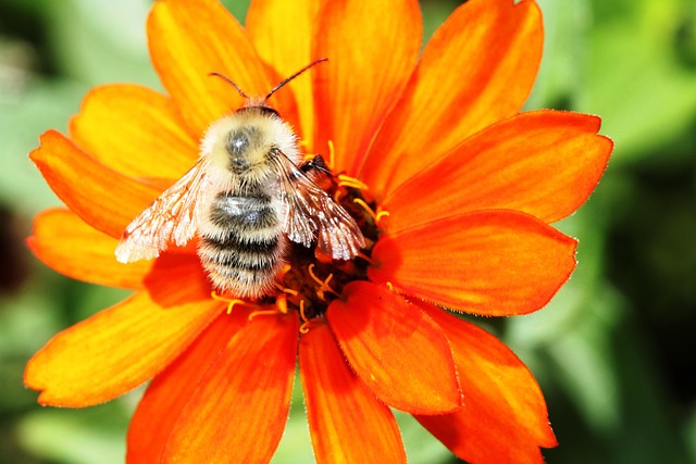 flower, orange flower, flower wallpaper, nature, bee, flower background, beautiful flowers, bee on flower, insect, honey bee, plant, animal