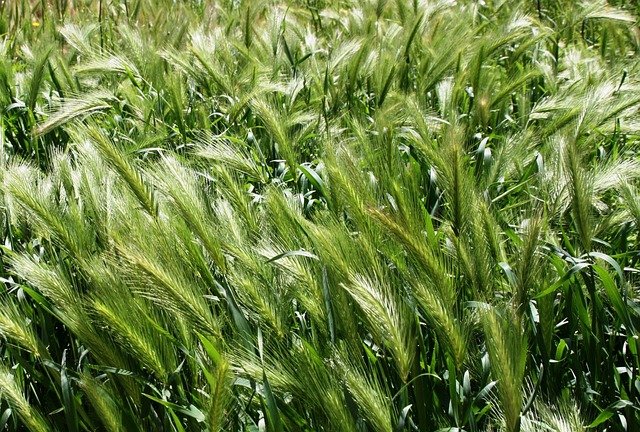 Free Field Spikes photo and picture
