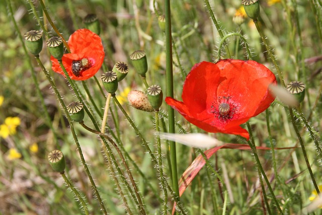 Free Poppy Rural photo and picture