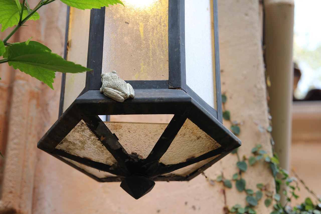 Frog - free online jigsaw puzzle photo