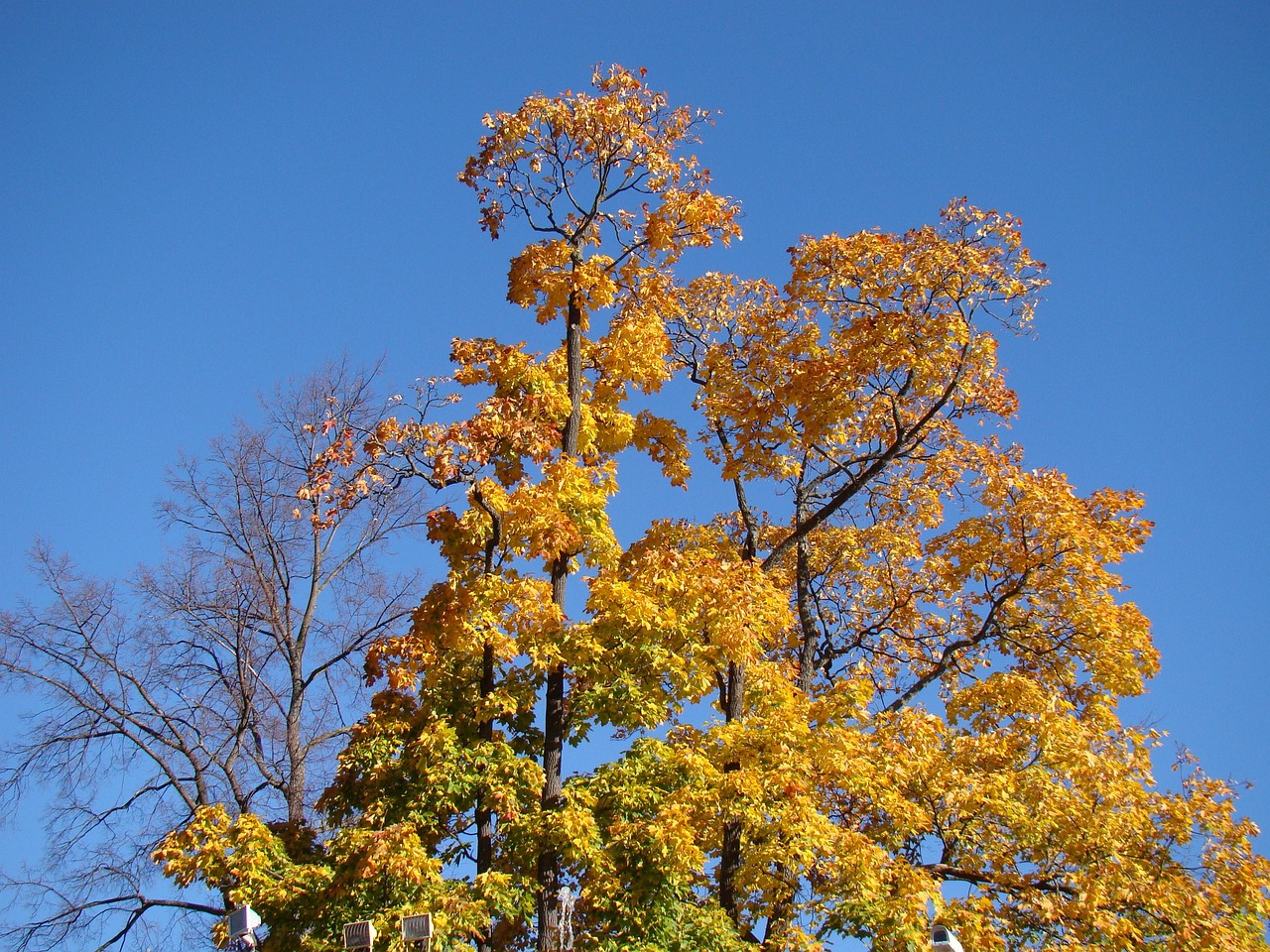Autumn Tree Sky Blue - Free photo on Pixabay - Pixabay