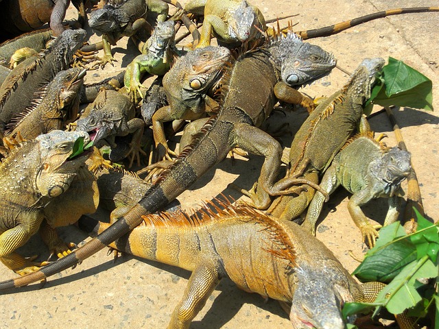 Free Iguanas Animals photo and picture