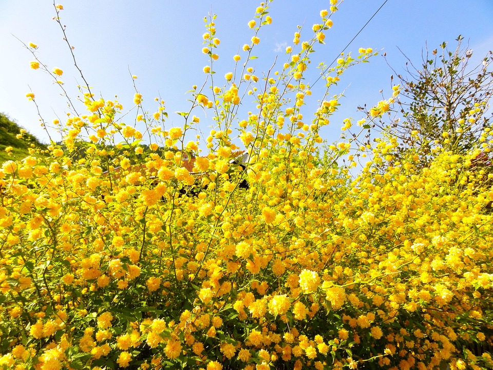 黄色い 花木 | 早春 黄色い花の木 – OUHP