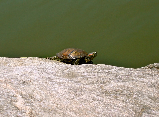 Free Tortoise Animal photo and picture