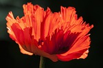 ornamental poppies, half rosette plant, flower