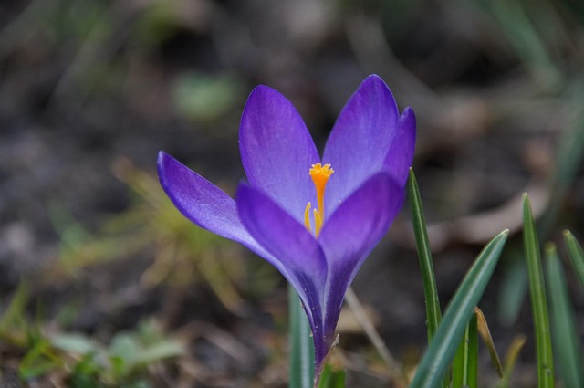 Free Crocus Flower Wallpaper photo and picture