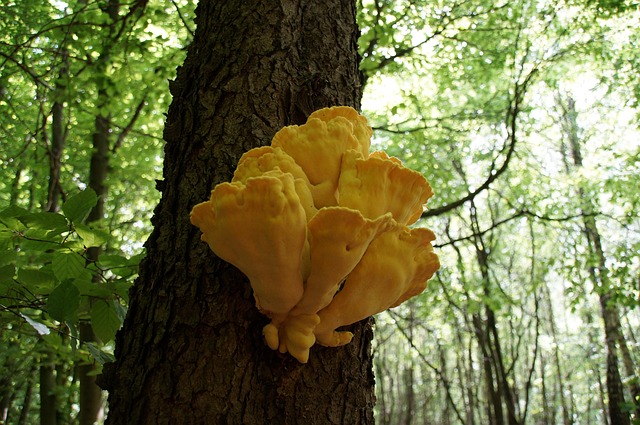 Free Mushroom Poisonous photo and picture