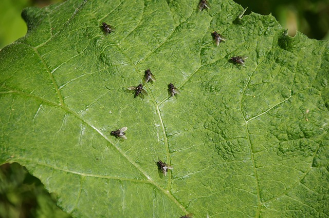Free Fly Insects photo and picture