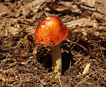 red mushroom, emetic russula, toxic
