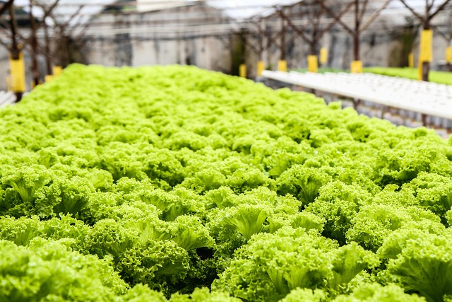 Free Lettuce Green photo and picture